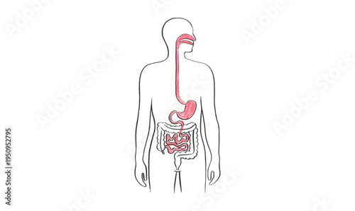 Digestive system diagram