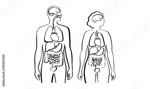 Internal Organs Sketch