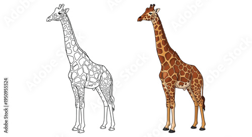 Vector graphic illustration showing a colored giraffe alongside a detailed black and white outline version