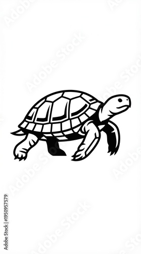 turtle vector illustration
