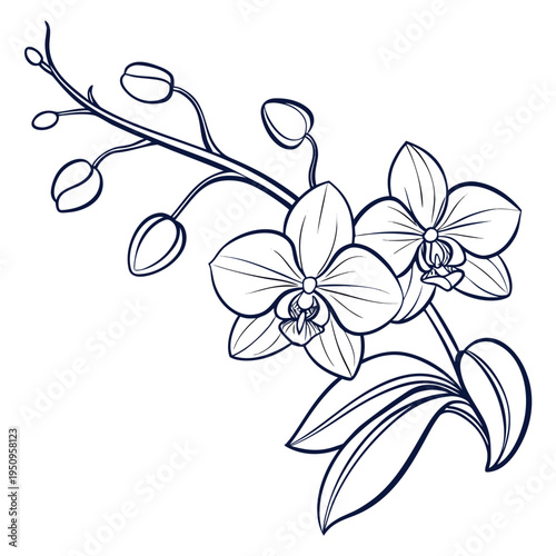 Vector illustration of orchid flowers and buds