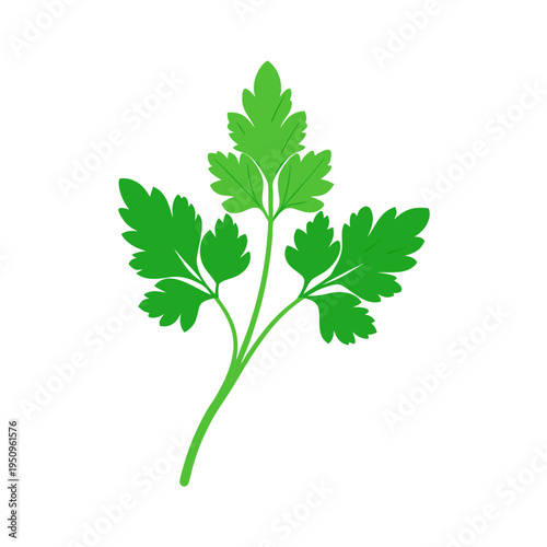 Vector parsley leaf icon