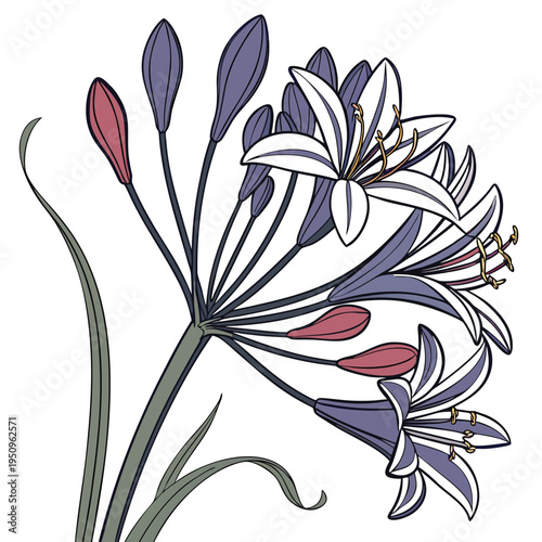 triteleia rudy  vector illusatraton isolated