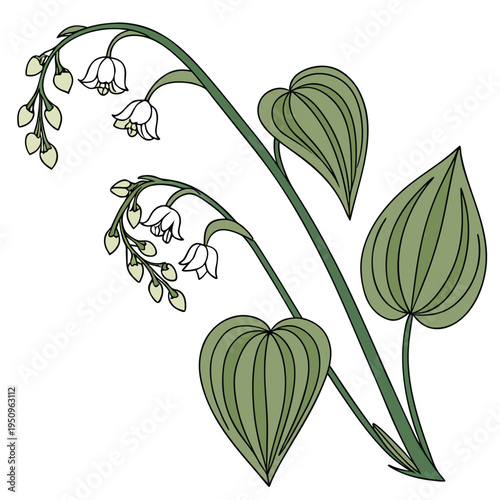 tradescantia navicularis mop