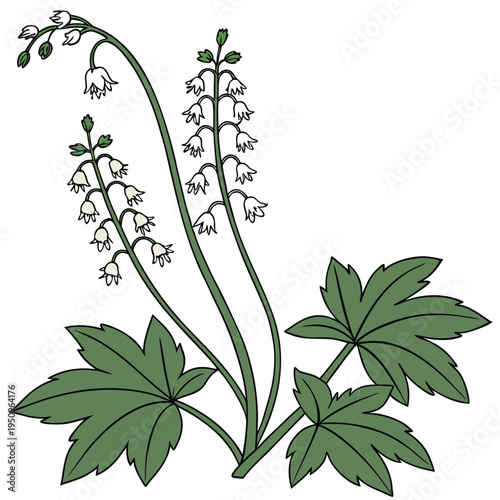 tiarella cordifolia flower vector
