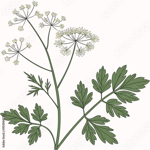 thalictrum minus on white background