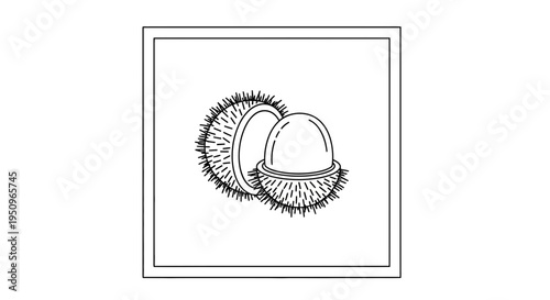 Hand-drawn illustration of a whole rambutan fruit cut in half, revealing its juicy flesh and seed.