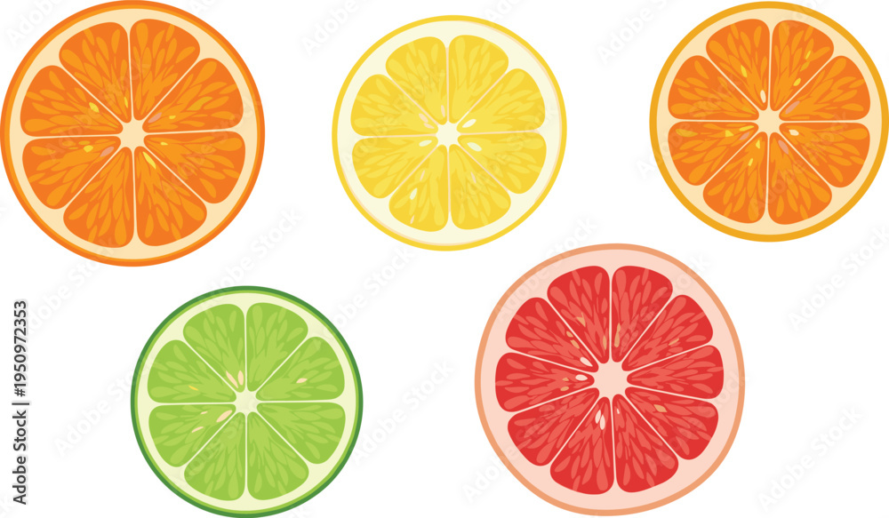 Obraz premium Citrus Fruit Slice Collection with Orange Lemon Lime and Grapefruit Fresh Juicy Vitamin Rich Vector Illustration Set