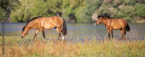 Принти на полотні Bay Wild Horse Stallions Walking Through the Salt River during golden hour in th