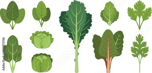 Leafy Green Vegetables Collection Featuring Lettuce Cabbage Kale and Spinach Plants for Healthy Food Nutrition Cooking Ingredients and Organic Farming Illustration.