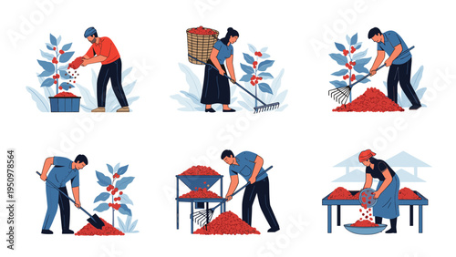 Illustrations of various laborers working in coffee plantations harvesting processing and drying red coffee cherries.