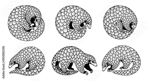 Pangolin Scales Animal Illustration Set