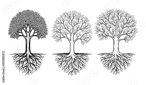 Black and white tree set with roots nature growth life vector illustration