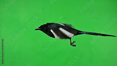 Magpie Bird Flying Against Green Screen.