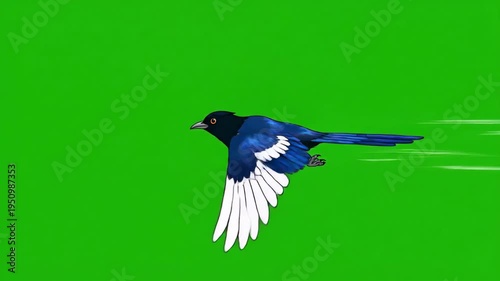 Magpie Bird Flying Against Green Screen.