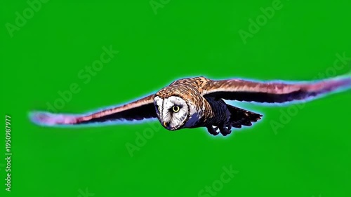 Owl Flying Against Green Screen Background.