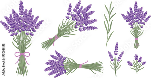 Lavender Flower Bouquet Vector Illustration Set Featuring Purple Lavender Bundles, Botanical Stems, Aromatic Herb Blossoms and Floral Decoration Elements
