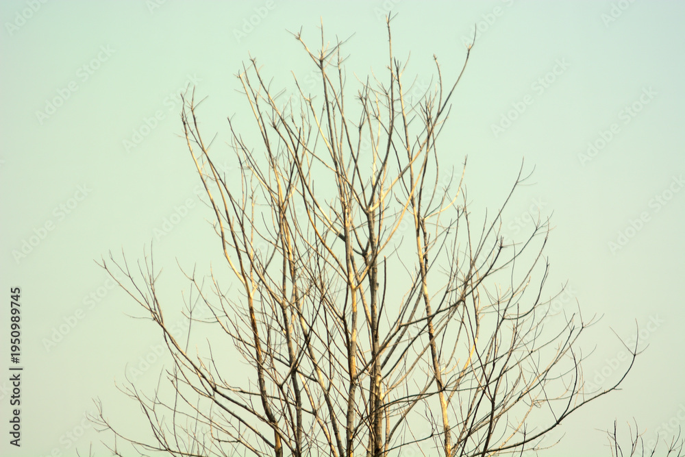 Obraz premium nature