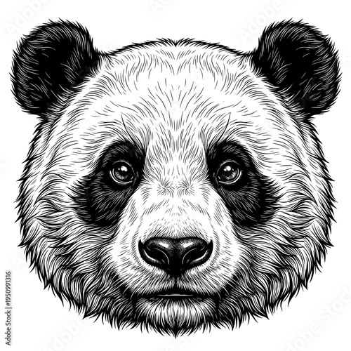 Panda Face vector Illustration. Highly detailed black and white illustration of a panda face with round ears, dark eye patches, and textured fur.
