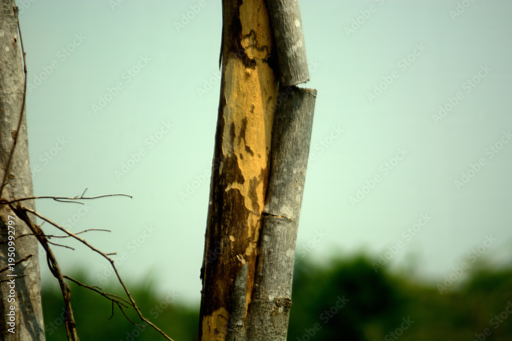 Fototapeta premium nature