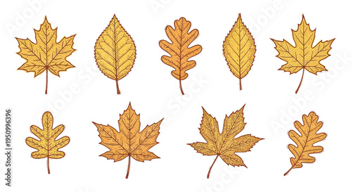 Collection of Yellow Autumn Leaves - Maple, Oak, Birch - Isolated