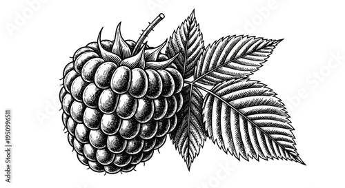 Hand-drawn Raspberry with Leaves, Vintage Botanical Illustration, Black and White