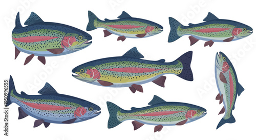 Rainbow Trout Fish Collection - Aquatic Life, Fishing, Nature Illustration
