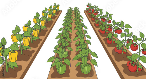 Rows of healthy bell peppers and ripe tomatoes growing in a garden bed