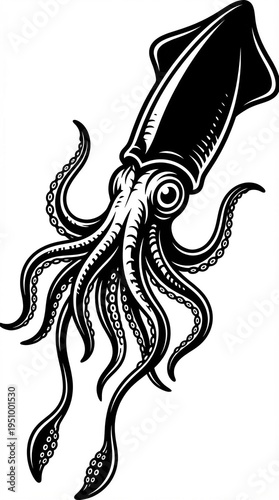 squid vector illustration 