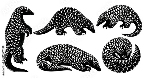 Pangolin Collection: Various Poses of Scaly Mammals, Wildlife Illustration