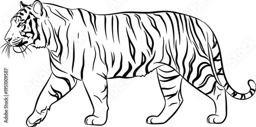This striking black and white line art illustration captures the powerful and majestic essence of a tiger, depicted walking gracefully with its distinctive stripe patterns on full display.