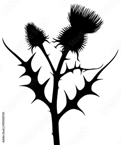 Black Silhouette of a Prickly Thistle Plant with Spiky Leaves and Flower Heads Isolated on White Background Vector Graphic Resource