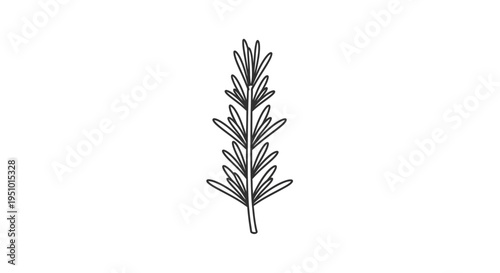 Hand-drawn illustration of a rosemary sprig with delicate leaves on a white background.