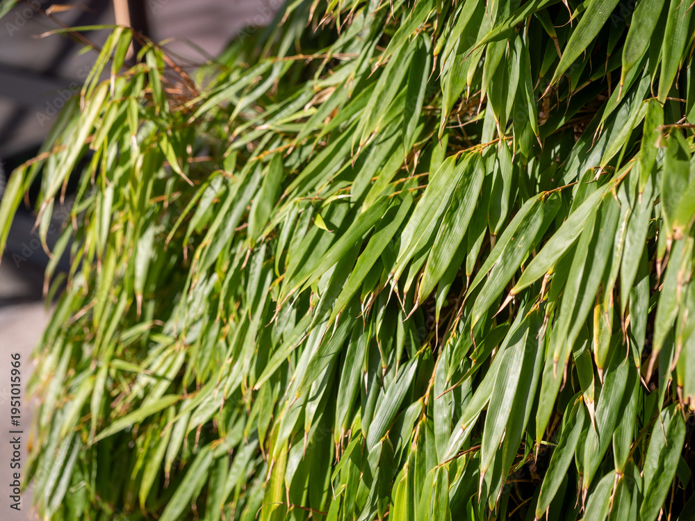 Obraz premium Green bamboo leaves in sunlight, dense plant foliage detail used as natural background texture in garden environment.