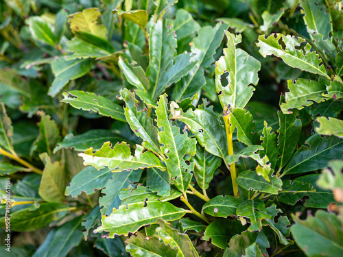 Tableau sur toile Green laurel leaves damaged by pests with holes and visible insect, plant disease and infestation on garden hedge, close up natural detail
