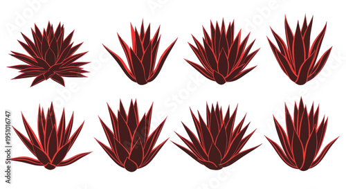 Agave Plant Variety Collection, Desert Succulent Botanical Illustration