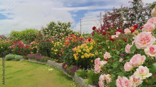 Wallpaper Mural 250604一本木公園 Torontodigital.ca