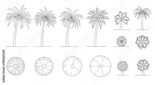Coconut Tree CAD Symbol Set – Elevation and Plan View Architectural Landscape Vector Icons