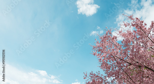 Bild auf Leinwand 桜の花びらが舞う青空と満開の桜　入学卒業シーズンの春の背景	日本の季節と新生活