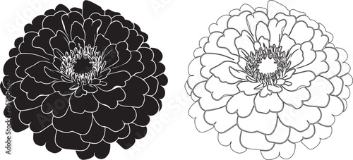 Detailed peony flower illustration in black and white with layered petals line art style