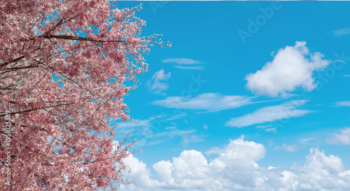 Foto 桜の花びらが舞う青空と満開の桜　入学卒業シーズンの春の背景	日本の季節と新生活
