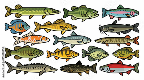 A diverse collection of freshwater and saltwater fish species, illustrated in a clean, graphic style.