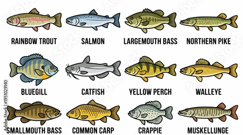 Collection of Twelve Different Freshwater and Saltwater Fish Species Illustrated.
