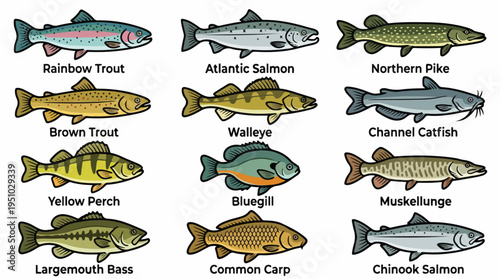 Collection of various freshwater and saltwater fish species commonly found in North America and Europe, illustrated for educational purposes.