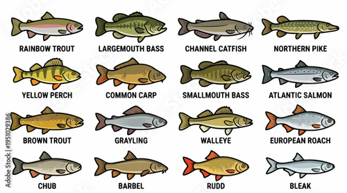 Collection of various freshwater and saltwater fish species with their names labeled.