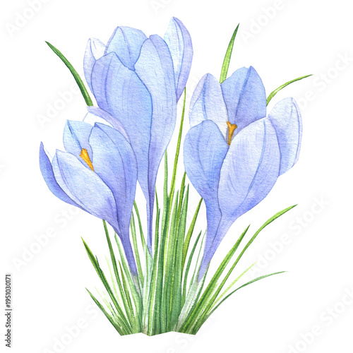 Quadro su tela spring flowers crocuses, watercolor illustration for fabric, postcards, design,