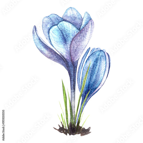 spring crocus flowers sprout from the ground, hand-drawn illustration for dishes, textiles, and postcards