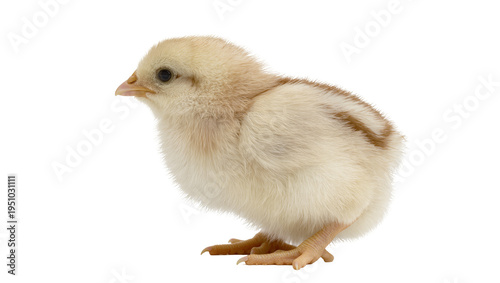 Photos Adorable small fluffy baby chicken chick, with soft pale yellow and light brown