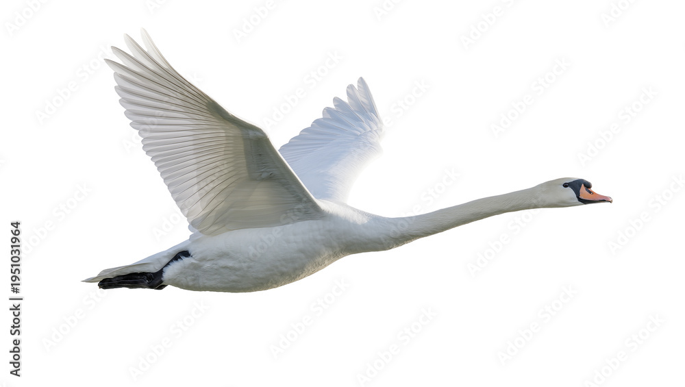 Obraz premium Graceful white mute swan in full flight with wings spread, beautifully isolated PNG on transparent background, majestic bird in motion