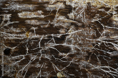 Close-Up of Mycelium Network on Decaying Wood Surface, Showcasing Nature's Intricate Fungal Patterns